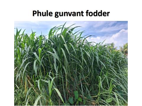 Phule Gunvant fodder 